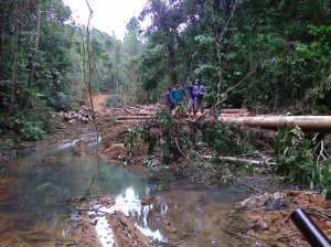 Bala orang ti ngempu tanah asal datai ba kampung sida semina tetemuka kayu sida udah abis lengis dichuri orang