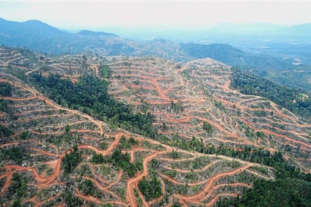 What does the car driving urbanised Takiyuddin Hassan imagine can be foraged here?