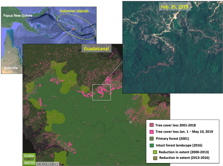 Logging in Guadalcanal. Map courtesy of Mongabay and Global Forest Watch