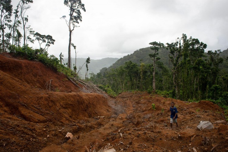 A logging road leads up to the main camp of Gallego Resources - Photo by Monique Jaques for National Geographic